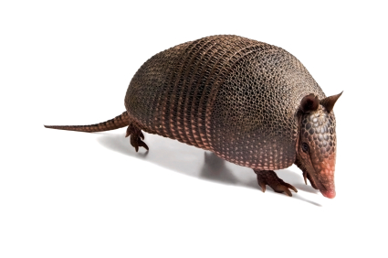 What Does Armadillo Poop Look Like